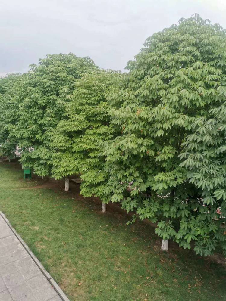 4公分七叶树价格江苏七叶树种植基地