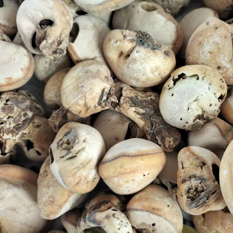 中药材白屈菜多少钱一斤白丁香厚池药业