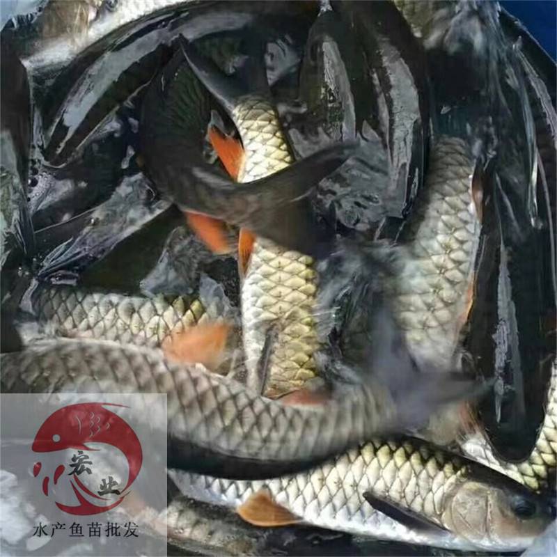 玉林快大河鰹魚苗青棍魚苗品種保證