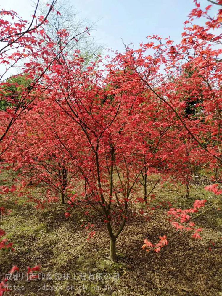 四川成都红枫基地批发价格忧1米高2米高日本红枫