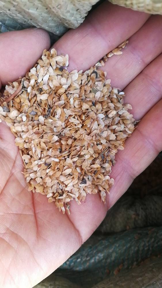 供应出售东北山胡萝卜种子