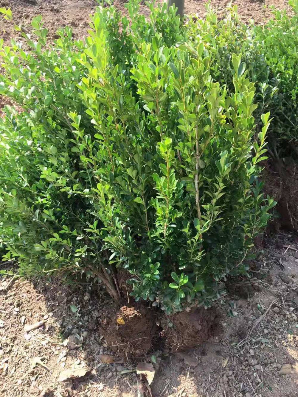 35公分高40公分高45公分高瓜子黄杨价格|价格|厂家|多少钱-全球塑胶网