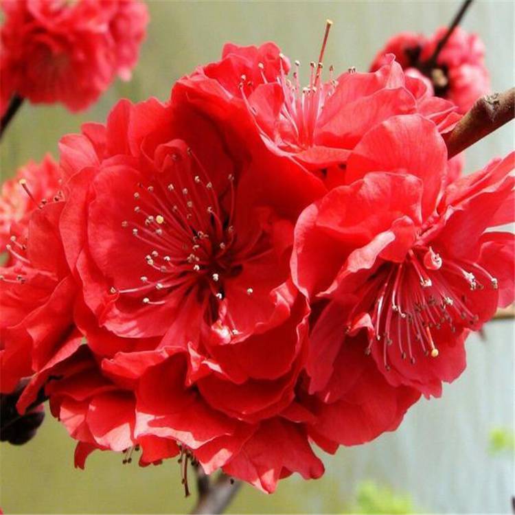 寿星桃苗重瓣桃花寿心桃盆栽盆景桃树苗辟邪树耐寒植物观赏桃花子