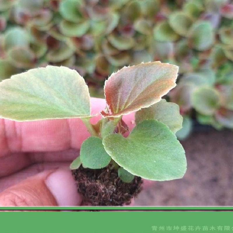 四季海棠小苗卖家红叶四季海棠穴盘苗哪里卖