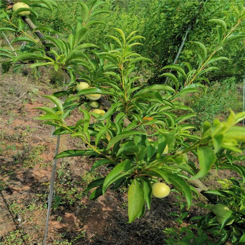 巫山早熟李子苗巫山新品种李子苗图片