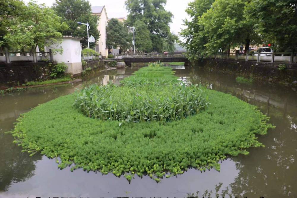 水生植物生態浮島廠家 千屈菜人工浮島組裝