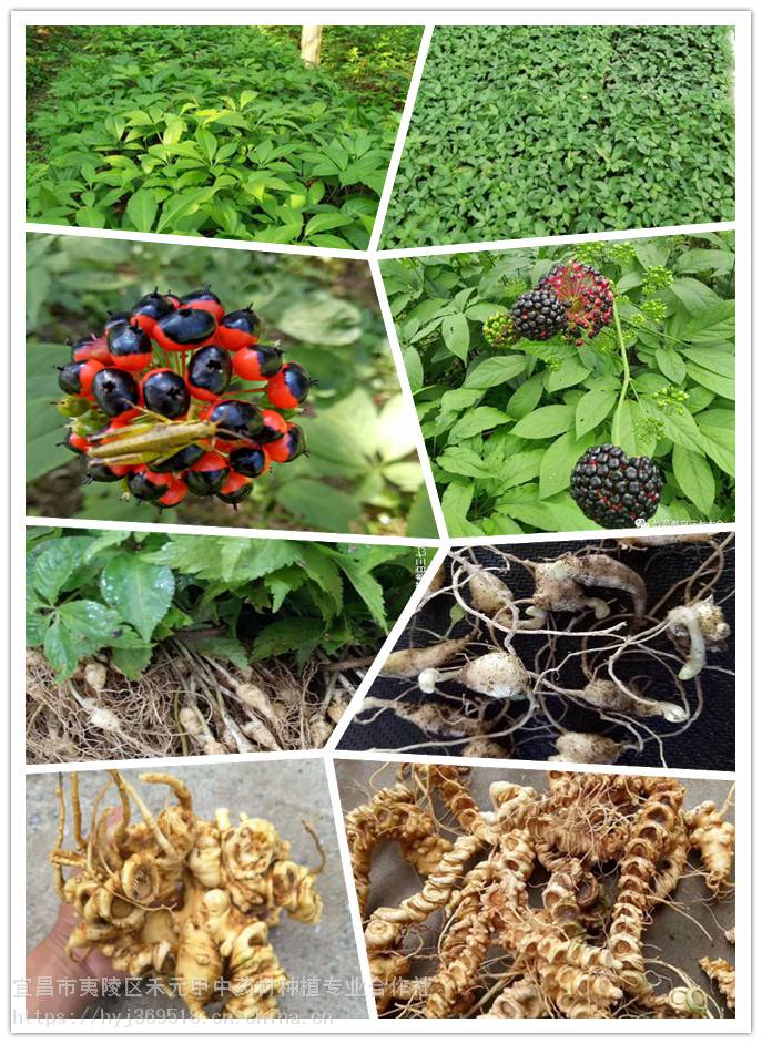 竹节参种苗三年生白三七苗子竹节三七中药材种植苗子中药材种植