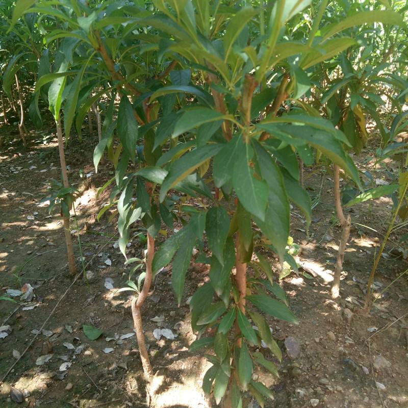 有哪有卖晚熟桃树苗 春丽桃树苗基地