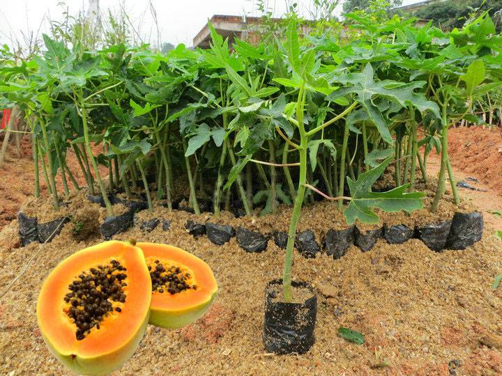 【木瓜苗 水果木瓜苗 木瓜果苗 环球果苗 果丰果苗