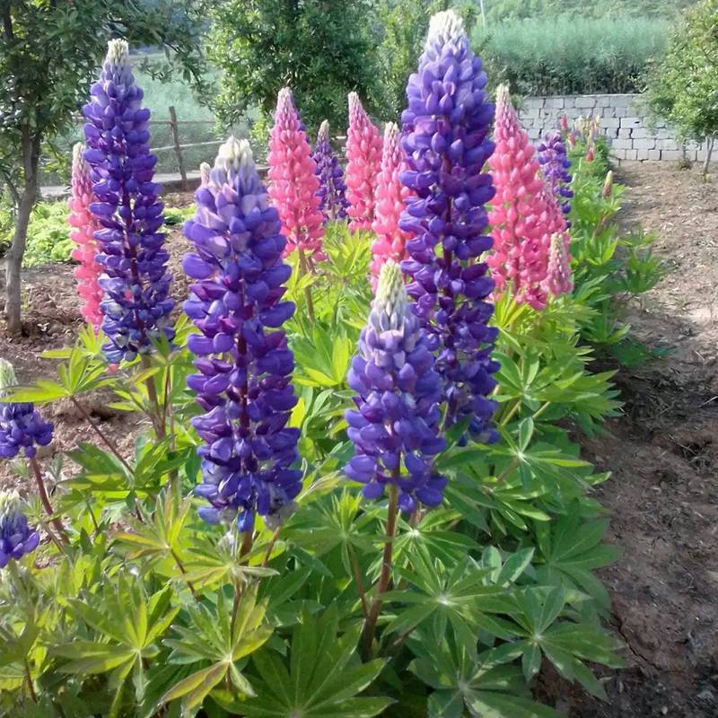 供應魯冰花種子觀賞花卉品種魯冰花種子花籽發芽率高