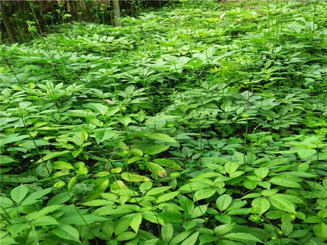 湖南衡陽南嶽七葉一枝花種植基地農業種植品種