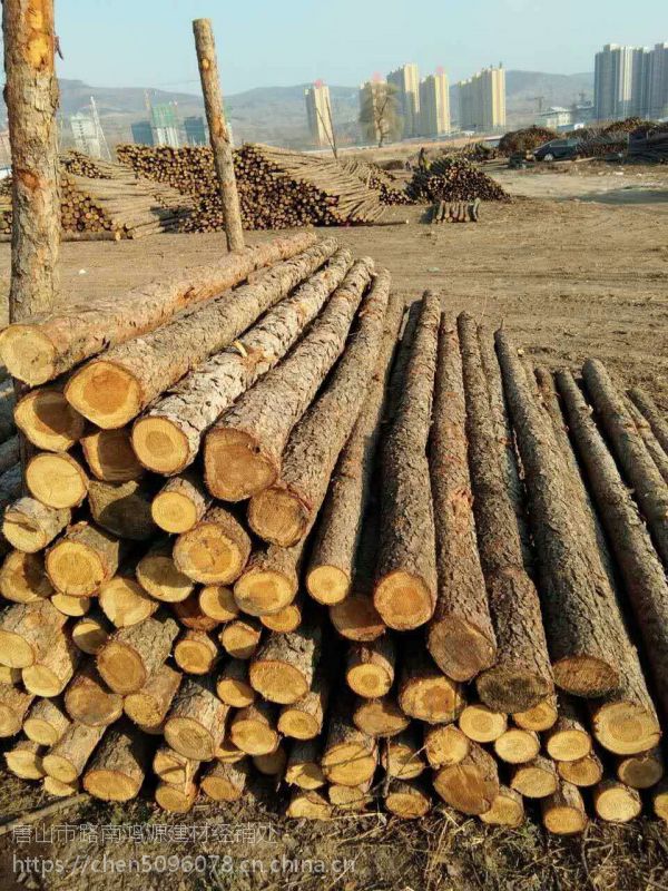 西城路南鸿源绿化防护沙松杉木杆批发厂商