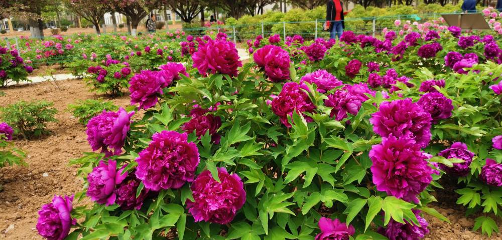 菏泽市牡丹花苗批发市场电话多少