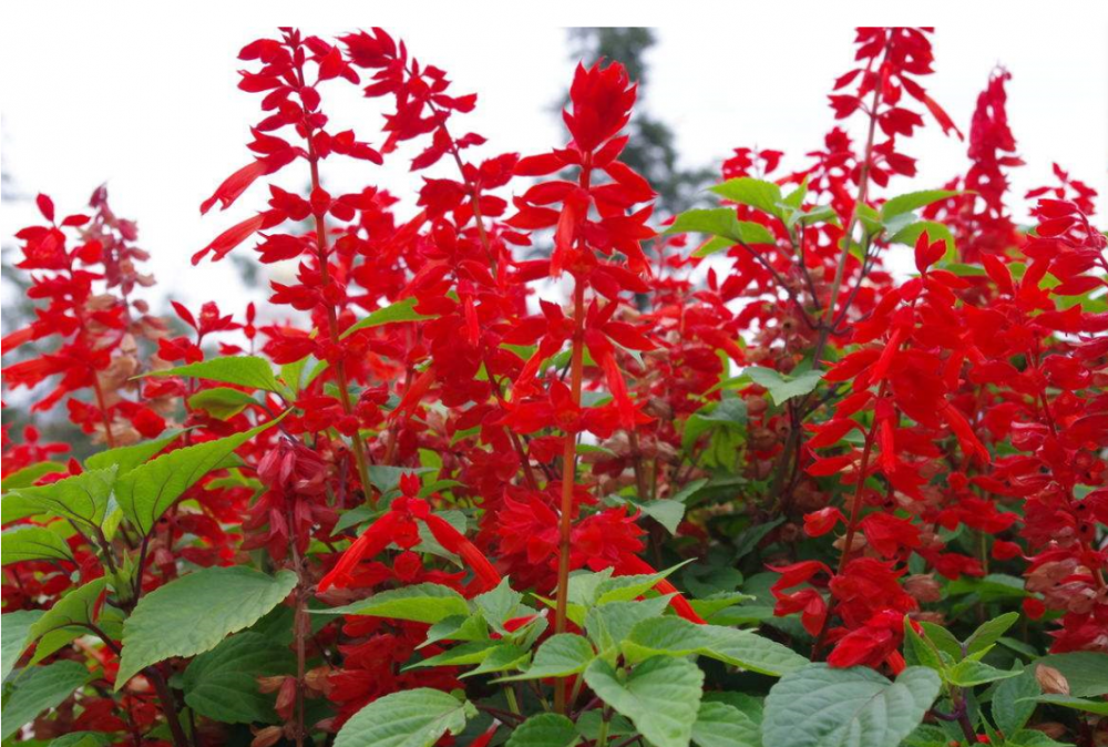 山东青州等级:优等品牌:洪坤花卉花期:5-10月花色:红品种:一串红产品