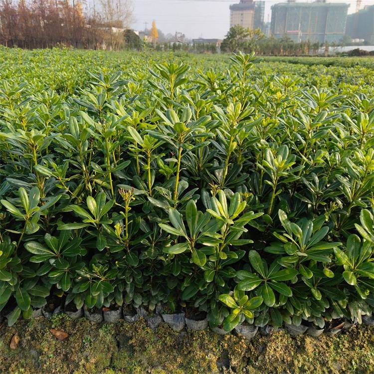 基地出售海桐苗花坛绿篱盆栽地栽苗厂矿区绿化树种