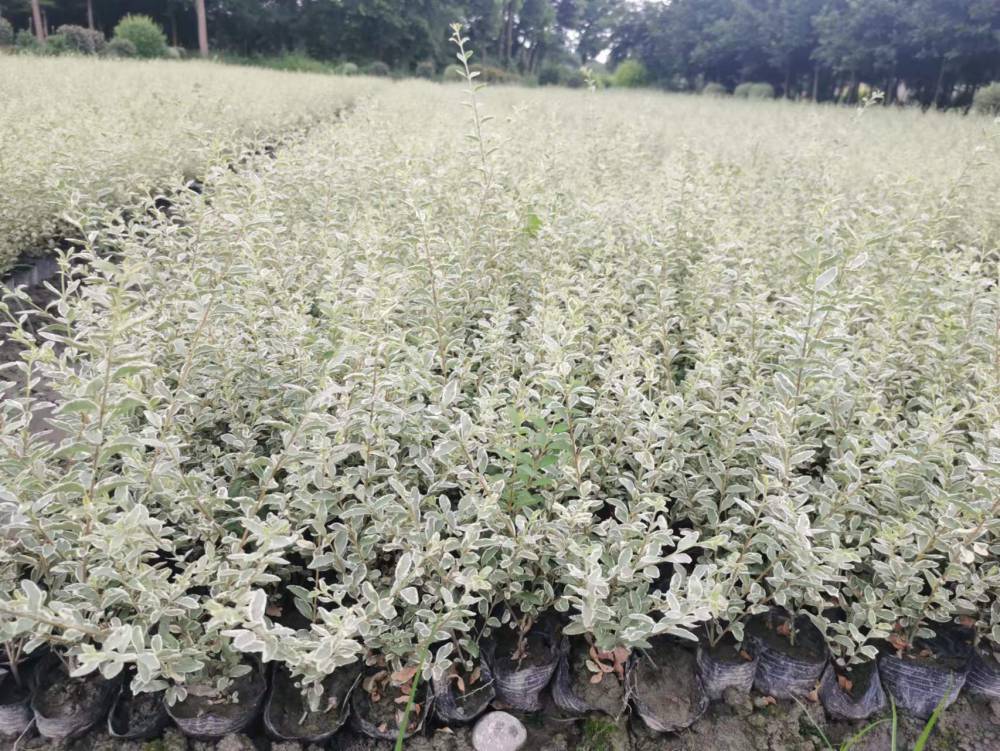 云南银姬小蜡苗子批发40高银姬小蜡工程苗子银姬小蜡精球价格