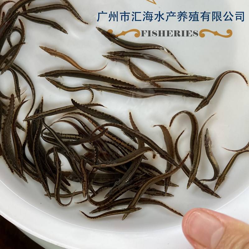 特種魚苗中華大刺鰍魚苗批發刺鰍魚苗鋼鰍刀鰍魚苗石錐魚豬麻鋸魚苗