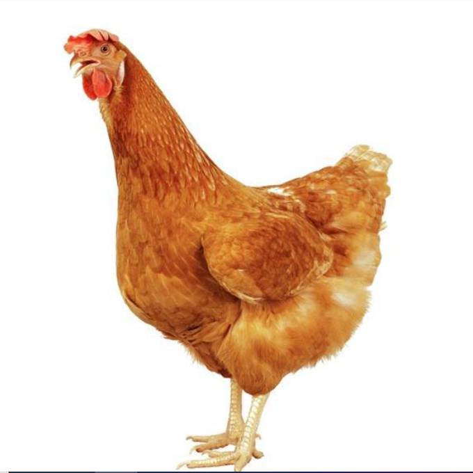 阜新京红蛋鸡青年鸡和新杨褐蛋鸡比较 国产褐壳蛋鸡品种京红和新杨褐