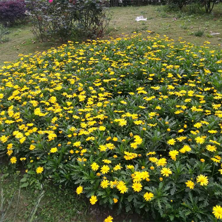观花地被植物黄金菊道路公园绿地花篱花镜配置材料