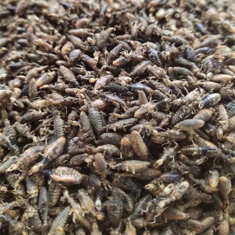 六顺堂没食子血见愁光明子明雄黄雄黄粉赤阳子草河车