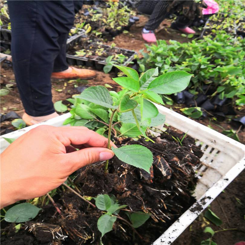 河南早雷尼樱桃苗送管理技术