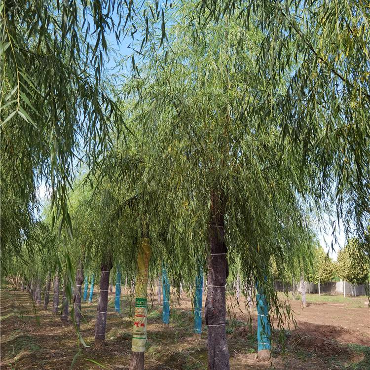 垂柳-公路绿化-***展开树龄8年是否古树否高度年生长量100cm胸径年