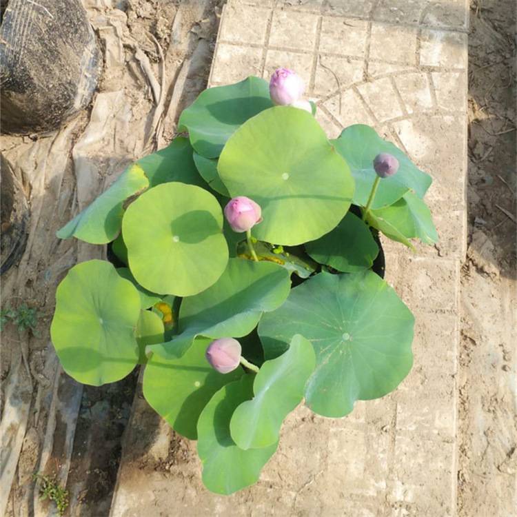 水池水培植物 荷花庭院池塘湿地河道绿化观赏花卉价格 中国供应商