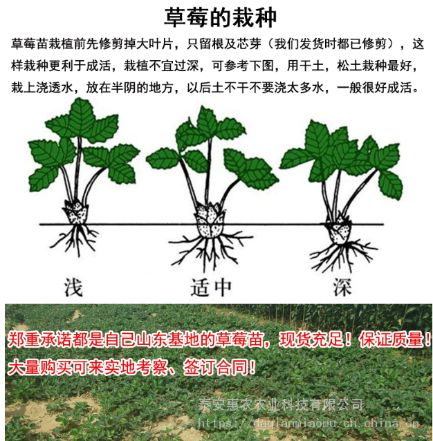 山东草莓苗批发基地牛奶草莓苗大棚草莓苗种植数量