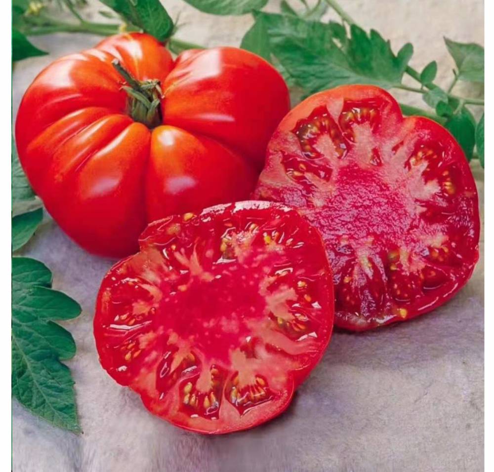 杂交早熟大红果牛排番茄种子越冬早春栽培