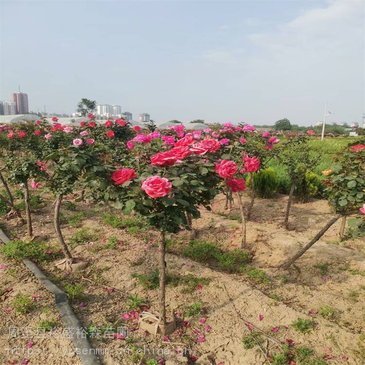 月季批发 分枝繁多耐修剪 树桩月季 街道绿化苗木花卉