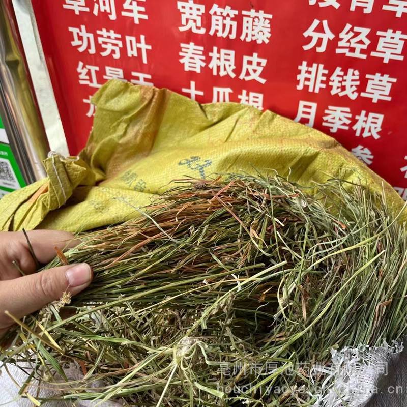 中药材肺经草多少钱一斤厚池药业肺经草