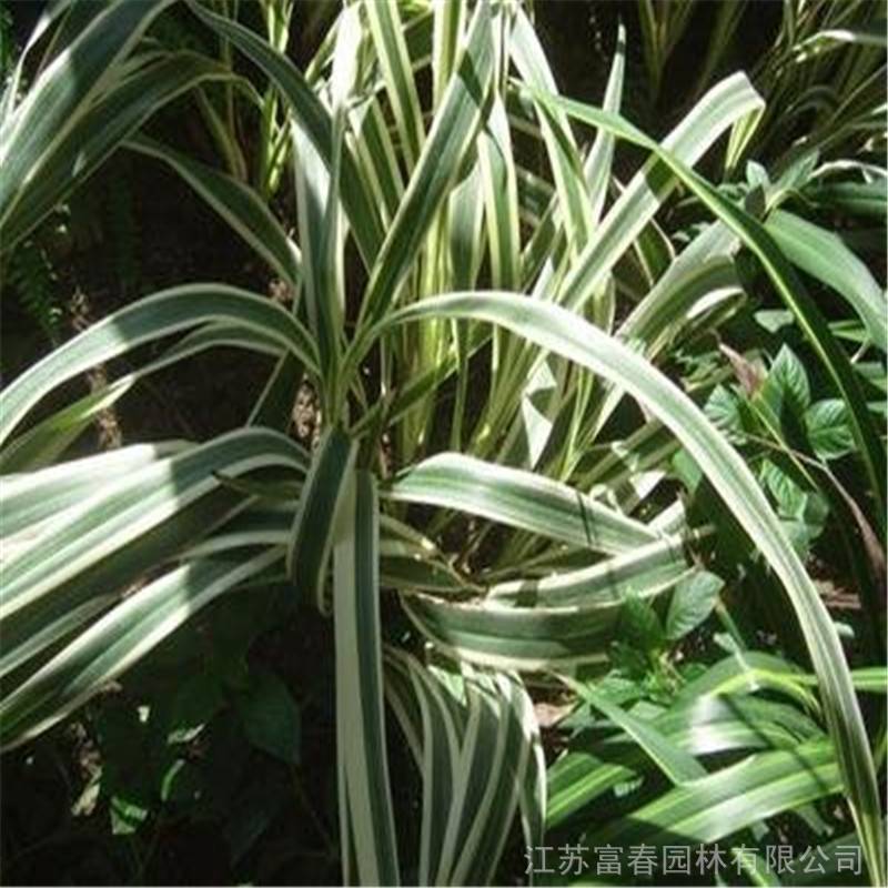 银边山管兰花苗叶色秀丽株形优美多年生常绿宿根植物价格 推发网