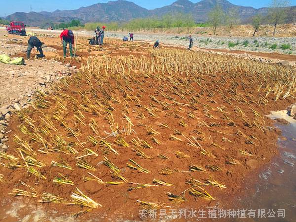 牡丹江水生植物芦苇苗河道人工湿地芦苇种植工程耐寒芦苇苗