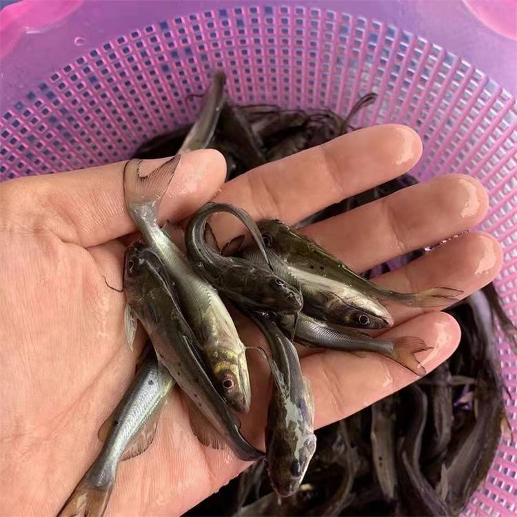 鮰魚苗叉尾鉗魚淡水魚苗出售可打包運輸全國售貨