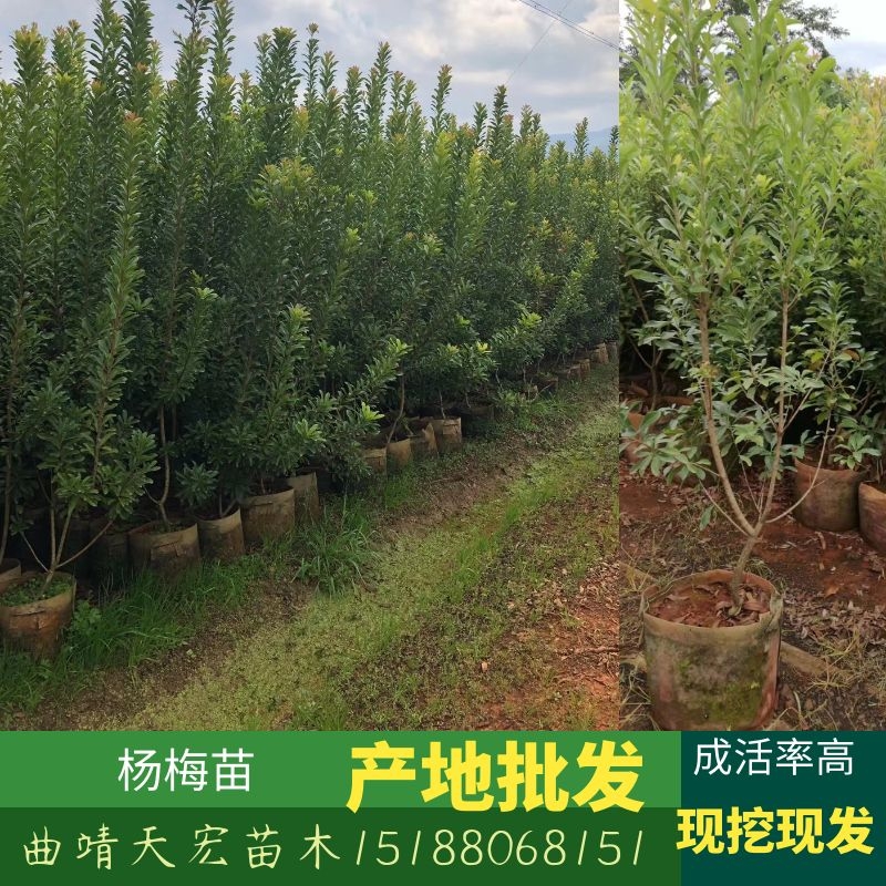 曲靖开发区天宏苗木种植场