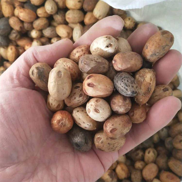 农户现采南酸枣种子 产地南酸枣颗粒饱满发芽率高