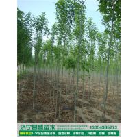 处理1.5|1.8公分速生白腊小苗河北保定***格