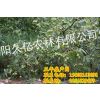 绵阳久亿农林有限公司