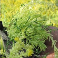 ���۽�Ҷ��ײ��ݶ��̻� 4.5Ԫһ�� ����ֱ���ƽ��ײ�ƺ