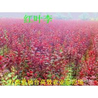 ӦӱʡҶʯׯҶ