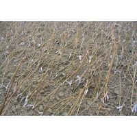 批发四川种子种苗实生猕猴桃苗 四川苗木基地红心猕猴桃苗多少钱