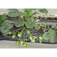 供应草莓苗好品牌 草莓苗老品种 齐顺草莓苗园艺场