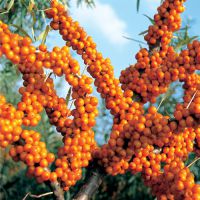 供应供应新鲜沙棘种子50吨