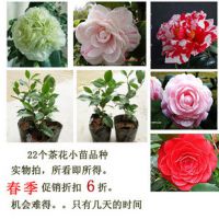 盆栽茶花苗-茶花，茶花【六角大红】2年苗茶花