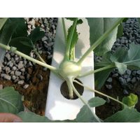 ��Ӧ��Ӧ�������й۹���̬ũҵ��������չʾ������ɫ������ֲ����