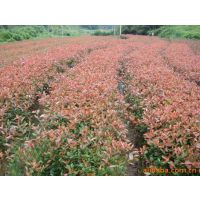 供应[***]红叶石楠球价格 红叶石楠树苗价格 红叶石楠球基地
