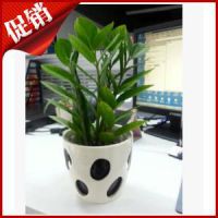 室內(nèi)***中大型盆栽金錢樹盆栽綠色植物進化空氣吸甲醛***