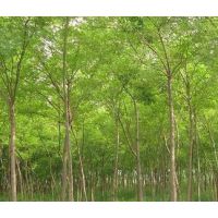 河北国槐树苗 河北国槐树苗价格 河北国槐树苗基地