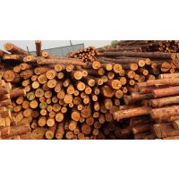 供应园林绿化工程专用松木桩