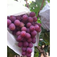 供应陕西红提葡萄供应陕西红富士苹果供应陕西砀山酥梨
